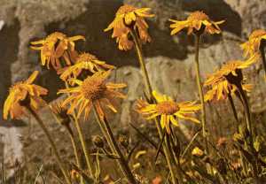 Arnica montana