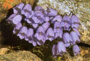 Campanella dalle foglie a cucchiaio