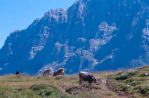Mucche al pascolo sotto il Monte Mulàz
