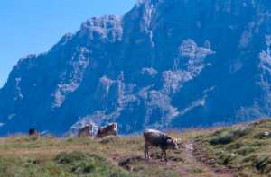 Mucche al pascolo sotto il Monte Mulz