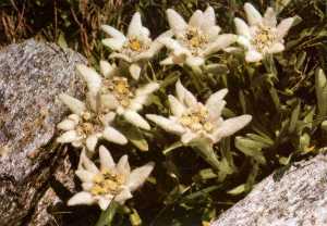 Stella alpina o Fior di roccia